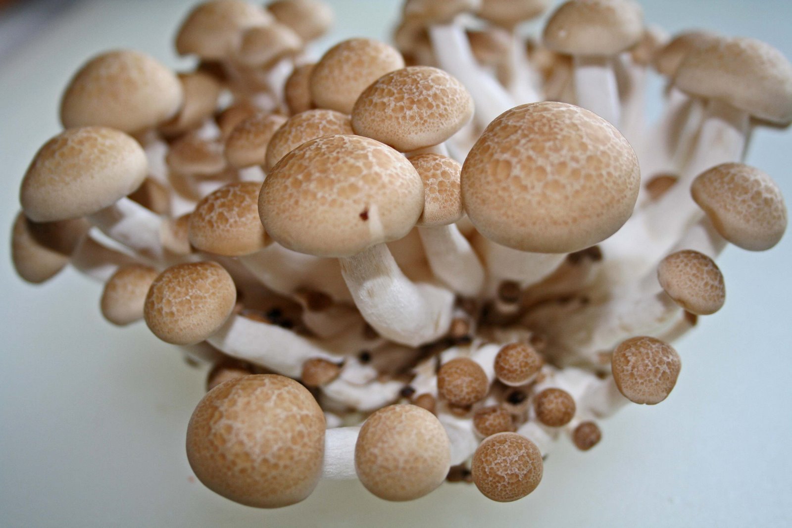 gift mushroom